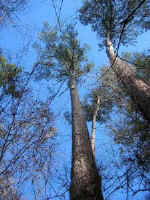 168_loblolly.jpg (14716 bytes)