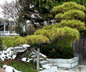 Black Pine Bonsai on Japanese Black Pine   National Arboretum Bonsai Museum   Photo By