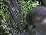 gorilla1.ram