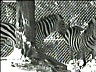 zebra1.ram