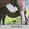 babycamel93.ram