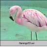 flamingo93.ram