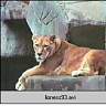 lioness93.ram
