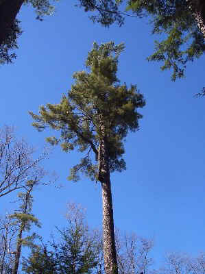 hearts_pinea.jpg (71423 bytes)