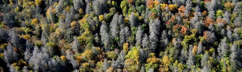 Hemlock Forest2