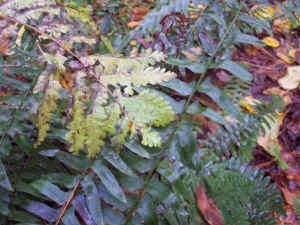 ferns.jpg (67909 bytes)