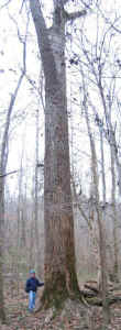 flint_creek_ottonwood.jpg (68193 bytes)