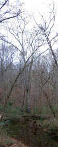 flint_creek_sugarberry.jpg (70850 bytes)