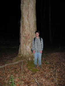 florida_maple_indian_tomb_hollow.jpg (73879 bytes)