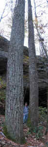 tall_chestnut_oak_ith.jpg (63448 bytes)