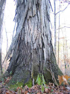 bark_detail_southern_shagbark_hickory.jpg (132174 bytes)