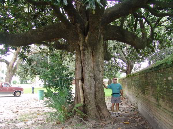 southern magnolia tree facts. magnolia tree facts. southern