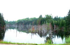 beaver_flowage.jpg (58829 bytes)