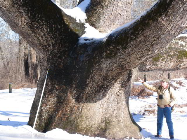 PinchotSycamore7.JPG