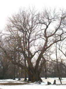 hagley_osage1.jpg (80078 bytes)
