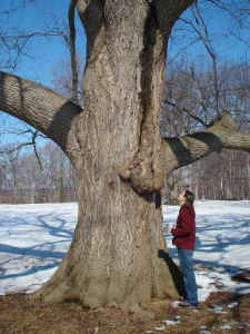 rockford_red_oak.jpg (81474 bytes)