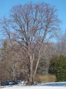 rockwood_basswood.jpg (84493 bytes)