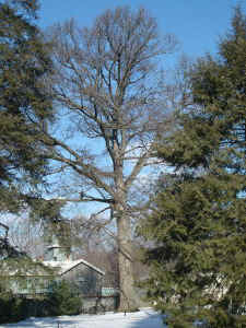 rockwood_black_gum.jpg (98817 bytes)