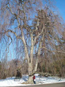 rockwood_weeping_beech.jpg (96535 bytes)