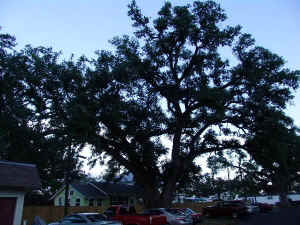 image002.jpg (74367 bytes)