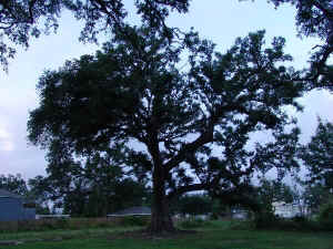 image004.jpg (76732 bytes)