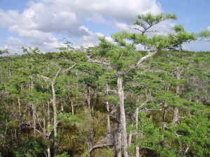 image002a.jpg (92046 bytes)