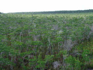 image004a.jpg (77891 bytes)