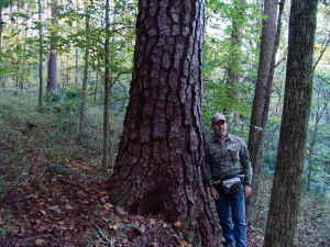 Loblolly%20Pinea01.jpg (98082 bytes)