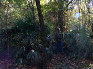 Old%20Growth%20Palmettoa01.jpg (87809 bytes)
