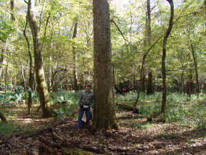 Swamp%20Chestnut%20Oaka01.jpg (113461 bytes)