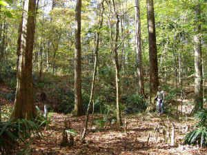 Torreya%20State%20Park%20Cypressa01.jpg (116854 bytes)