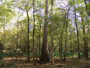 Water%20Hickorya01.jpg (115066 bytes)