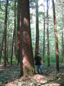 Jess and the 185.7' white pine.jpg (419037 bytes)