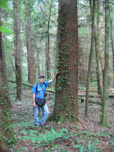 Will and the 185.8' white pine.jpg (475578 bytes)