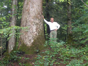 Cooper Creek Tulip Tree 1.jpg (92050 bytes)