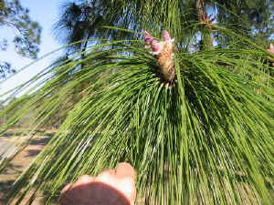 Longleaf needles 3_26_08 042a.jpg (74215 bytes)