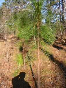 Longleaf young 3_26_08 022a.jpg (76793 bytes)