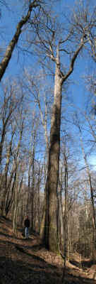 Den_Branch_Ash3.jpg (62624 bytes)