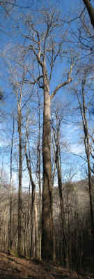 Den_Branch_Ash.jpg (61075 bytes)