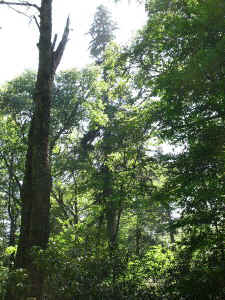 IMG_2669a.JPG (121043 bytes)