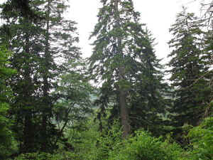 IMG_2739a.JPG (117984 bytes)