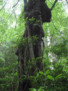 squidtreea.jpg (92043 bytes)