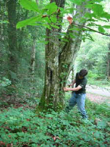 cosby_ironwood.jpg (71798 bytes)