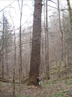 167hemlock2.jpg (61462 bytes)