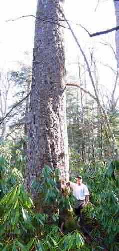 chunk_of_cherry_wide.jpg (81569 bytes)