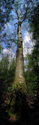 beech.jpg (56435 bytes)