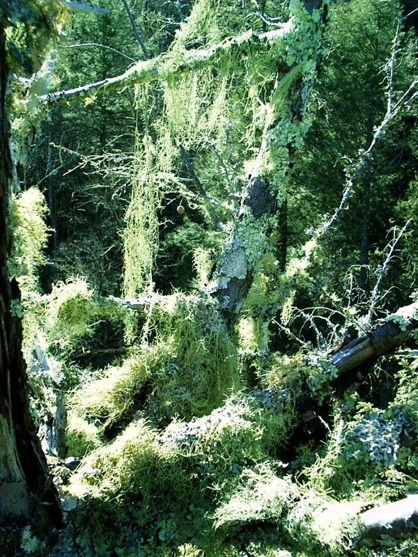 http://www.nativetreesociety.org/fieldtrips/gsmnp/will4/lichen_top_of_tree8.jpg