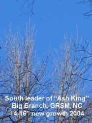 ash_southr.jpg (32322 bytes)