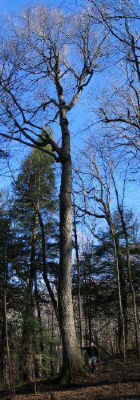 bb_baxterr.jpg (101023 bytes)