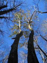 dancing_sycamoresr.jpg (101719 bytes)